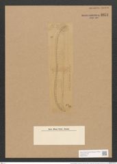 Nitzschia weissflogii var. sparsa Grun. (de-Toni-Nr.: Genus 47, Species 2061) Zeichnungen Sammlung Grunow Nr. 4074 (NHMW-BOT-W0371915)